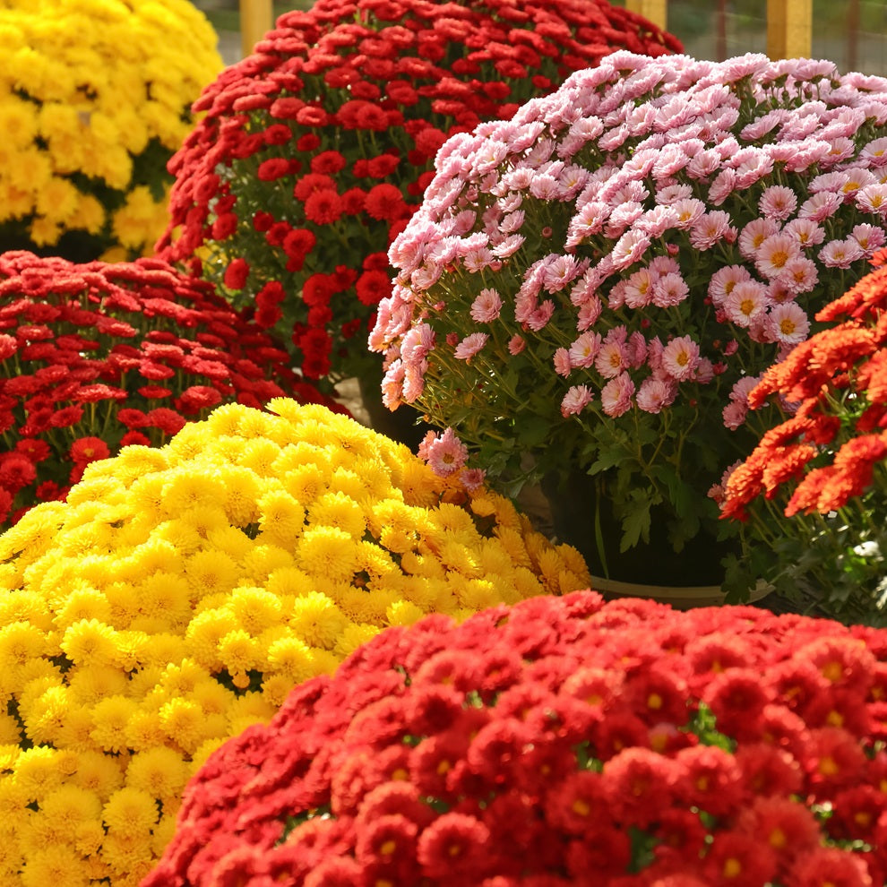 Blooming Plants