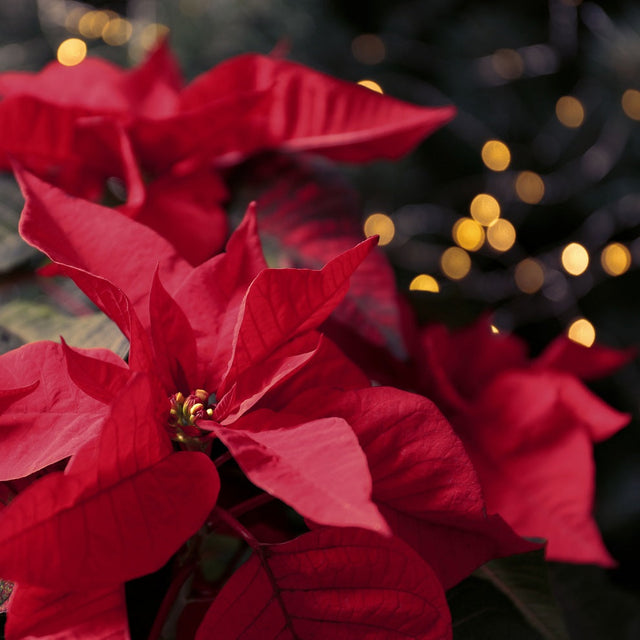 Holiday Plants