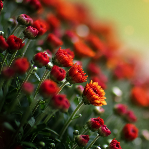 Blooming Plants