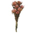 8-20" Erica Pink Plumosum Bundle