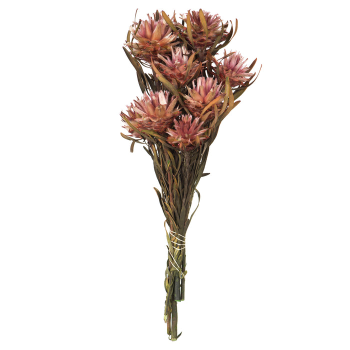 8-20" Erica Pink Plumosum Bundle