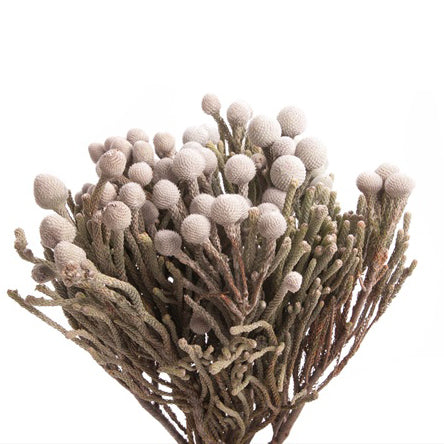 Silver Brunia
