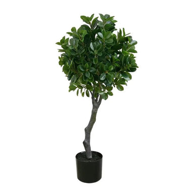 3' Italian Ficus Topiary - Green