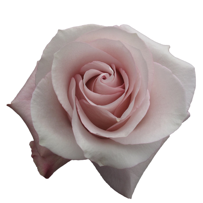Pink Roses
