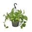 8" Pothos Marble Queen Hanging Basket