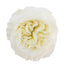 Garden Rose White Cloud