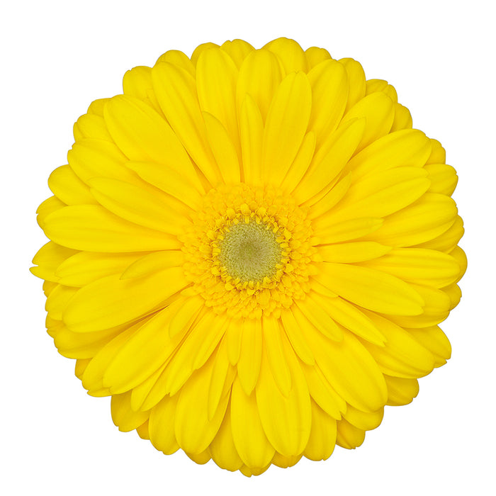 Gerber Daisy