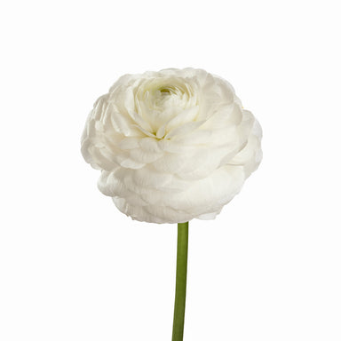 Ranunculus White