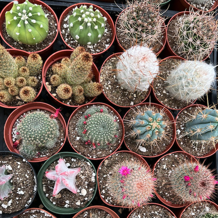 Cactus