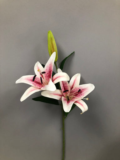 Stargazer Lily w/Bud - Pink