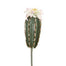 Pachycereus Cactus Flower - Lavender/Grey
