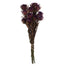 8-20 in Violet Plumosum Bundle (8 Heads)