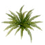 Boston Fern Bush - Green