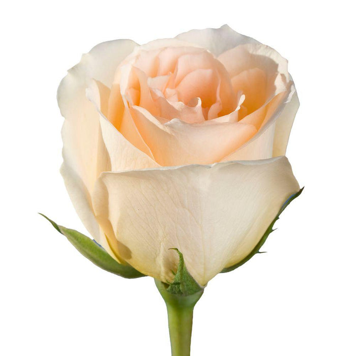 Peach Roses