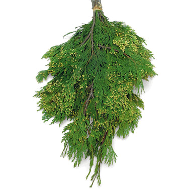 1.5 Pound Incense Cedar