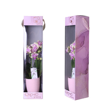 3.5 in Phalaenopsis Orchid in Ceramic Pot & Gift Box