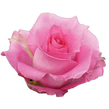 Pink Roses