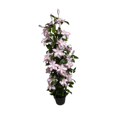 51 in Polyester Clematis Plant in Black Plastic Pot - Cream w/Purple Edge