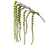 Millet