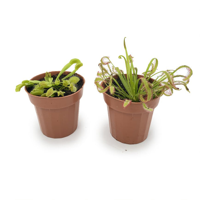 Carnivorous Plant