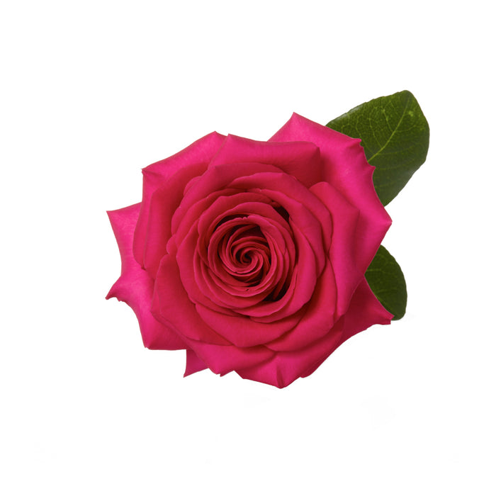 Hot Pink Roses