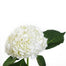8" Hydrangea White