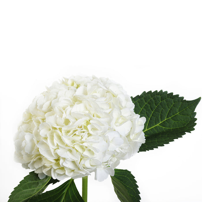 8" Hydrangea White