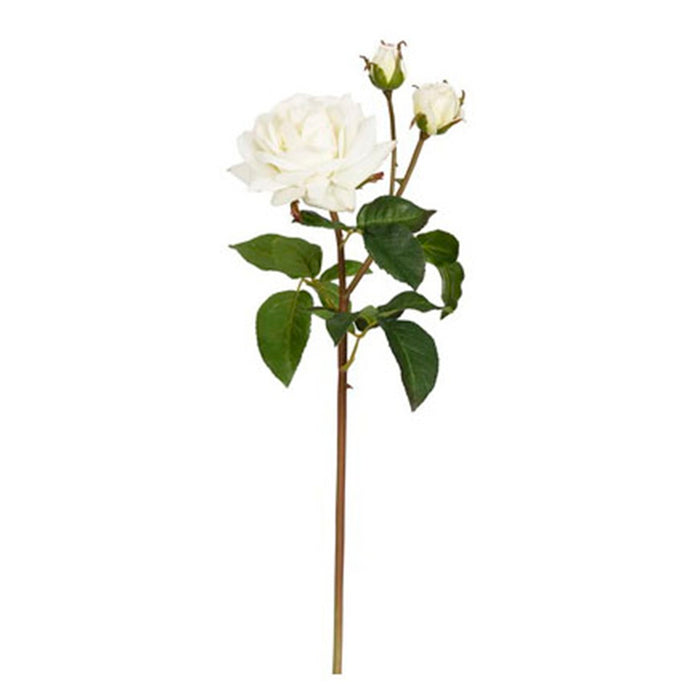 22 in English Rose Sweet Juliet - Cream