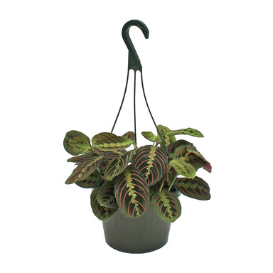 Prayer Plant