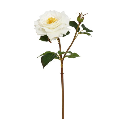 19" English Rose Titania - Cream