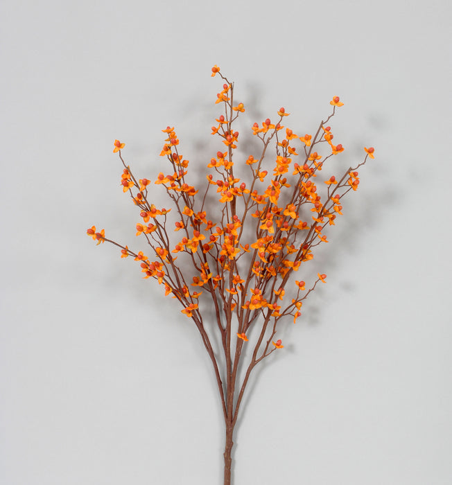 Bittersweet Bush