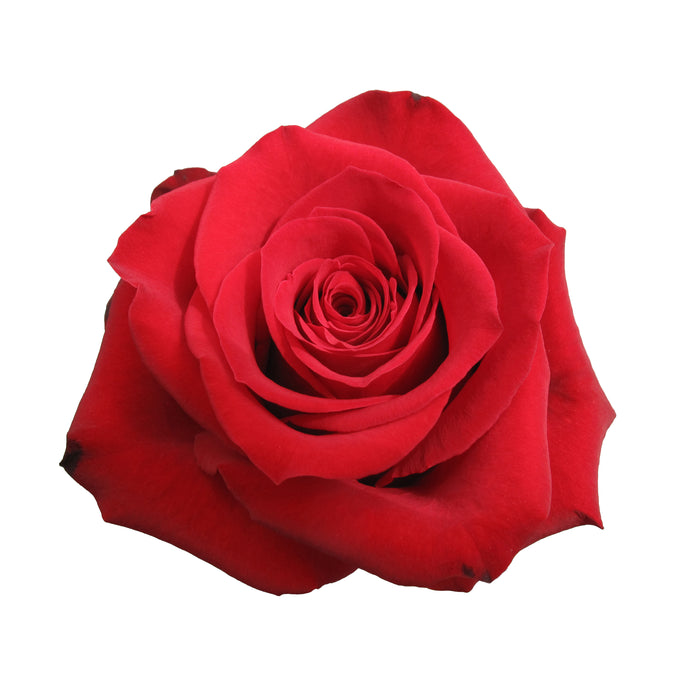 Red Roses