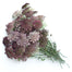 Queen Ann's Lace Chocolate