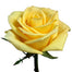 Yellow Roses