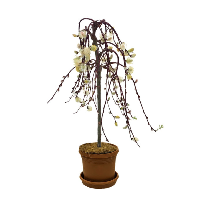 6 in Weeping Willow in Pot