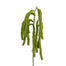 43 in Hanging Amaranthus - Green