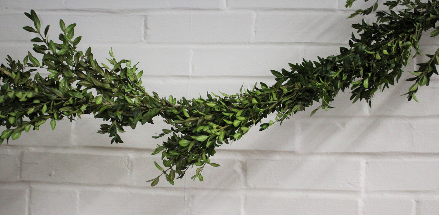 75ft Boxwood Garland