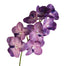 Giant Vanda Spray