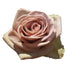 Rose 50cm Amnesia