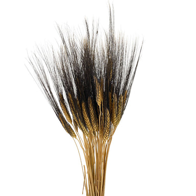 Blackbeard Wheat