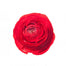 Ranunculus Red Clooney