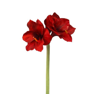 19.5 in Amaryllis - Christmas Red