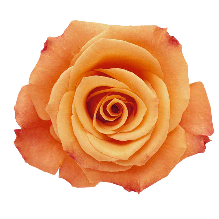 Orange Roses