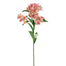 32 in Alstromeria Spray Coral