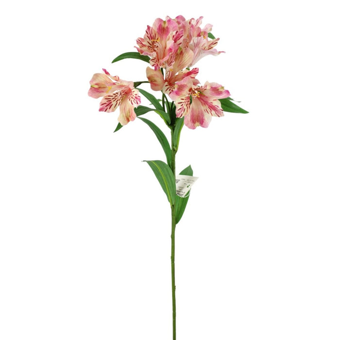 32 in Alstromeria Spray Coral