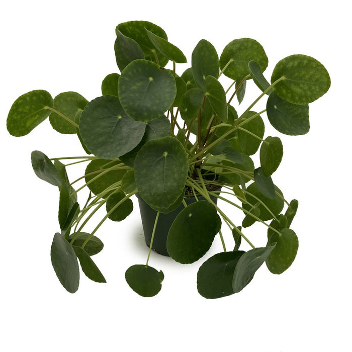 6" Pilea Peperomia Plant