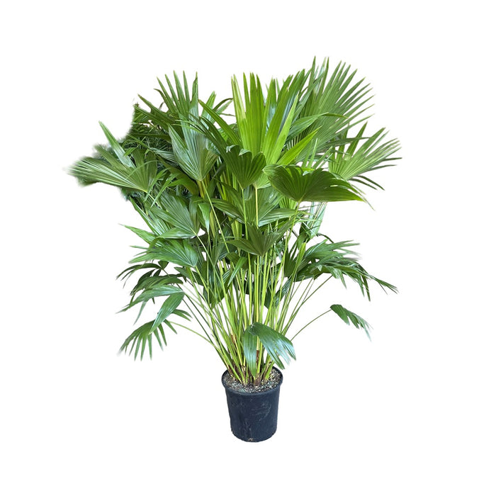 10 in Chinese Fan Palm