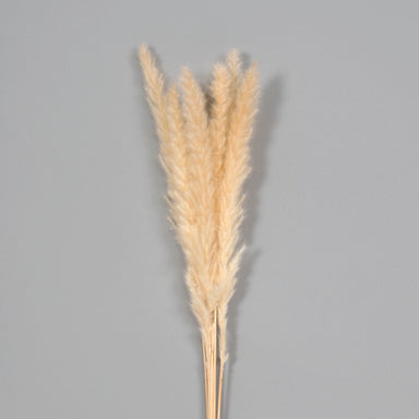 29" Dried Pampas Bunch - Cream