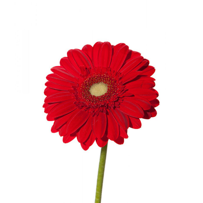 Germini Red