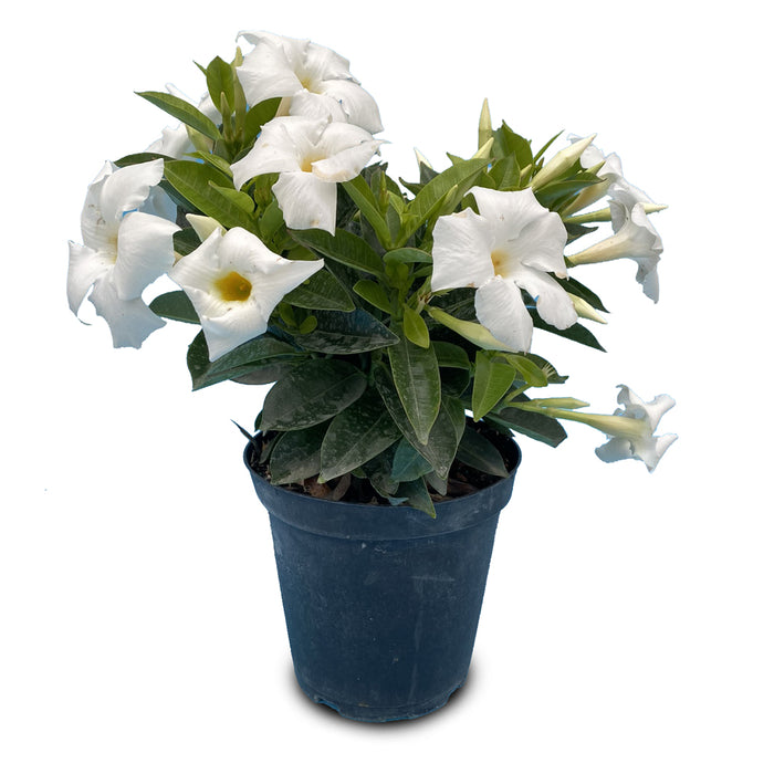 Dipladenia Bush